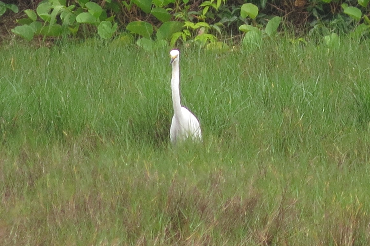 Great Egret - Niro Nobert