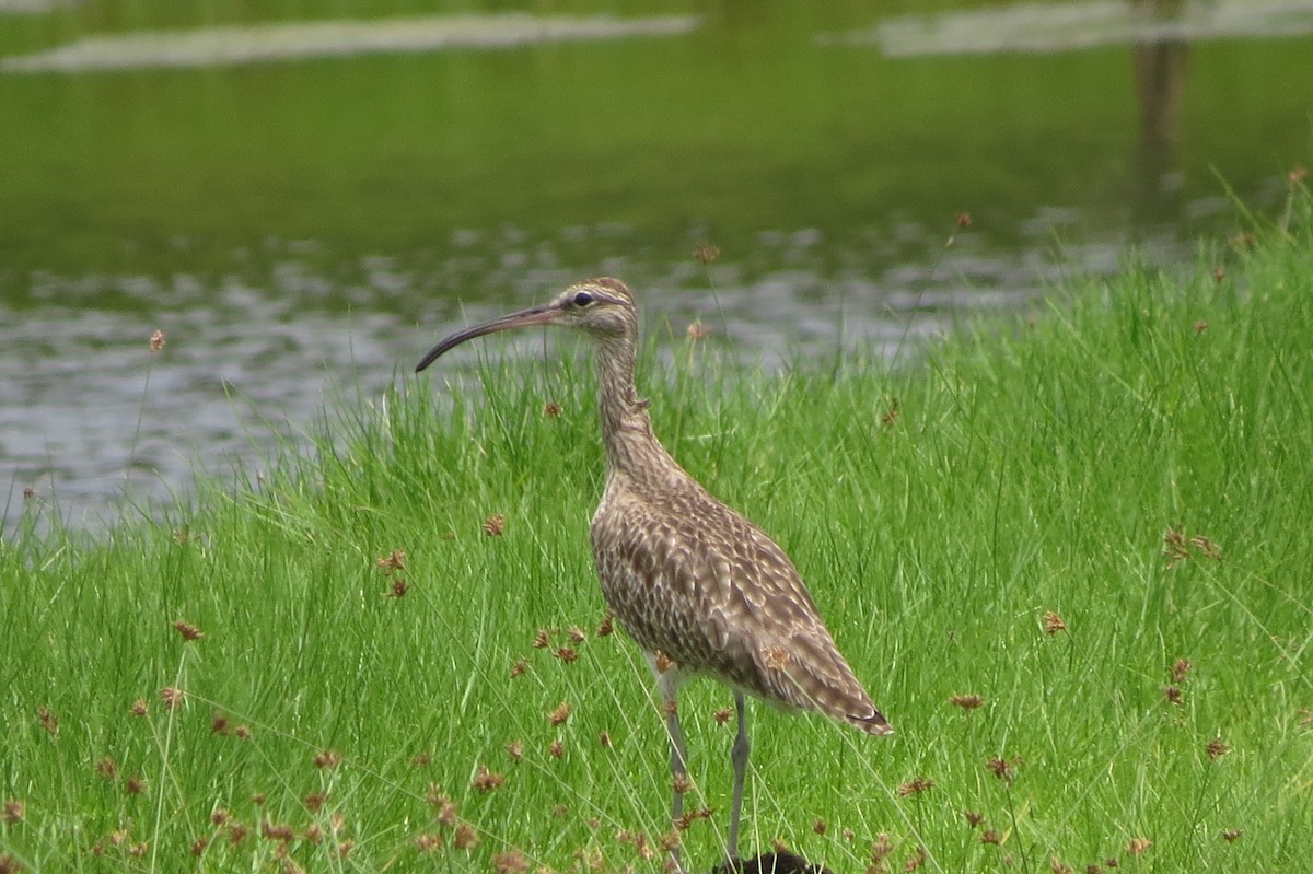 Whimbrel - ML336861141