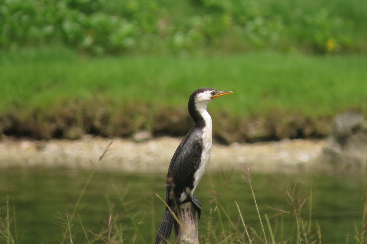 Little Pied Cormorant - ML336861161