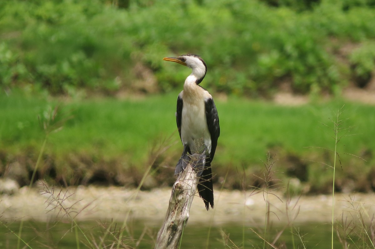 Little Pied Cormorant - ML336861171