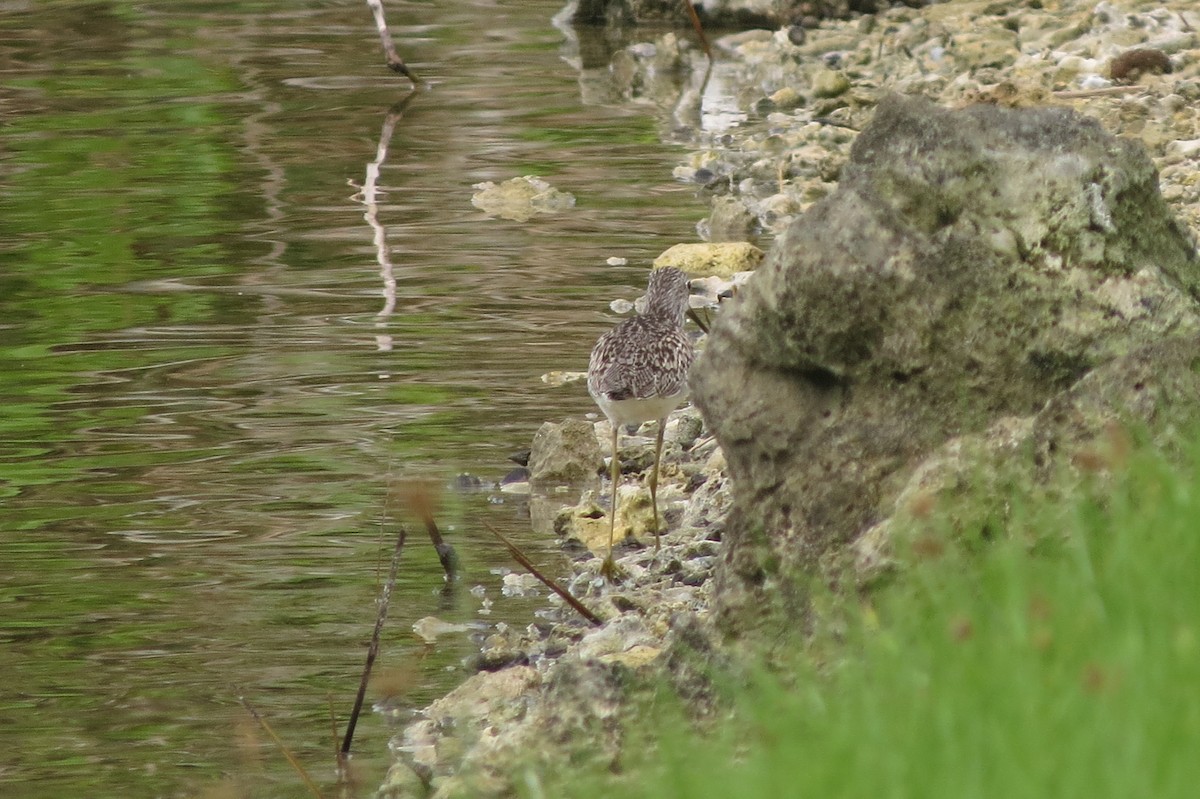 Common Greenshank - Niro Nobert