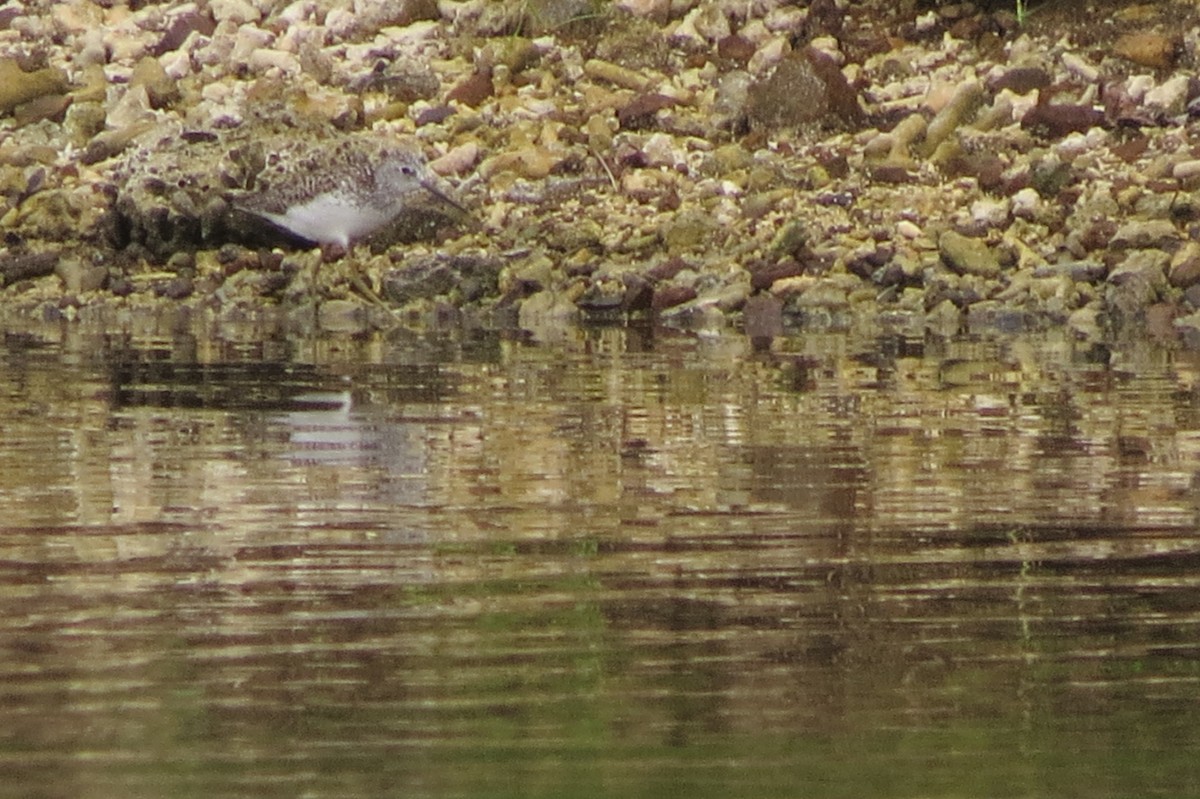 Common Greenshank - ML336861311