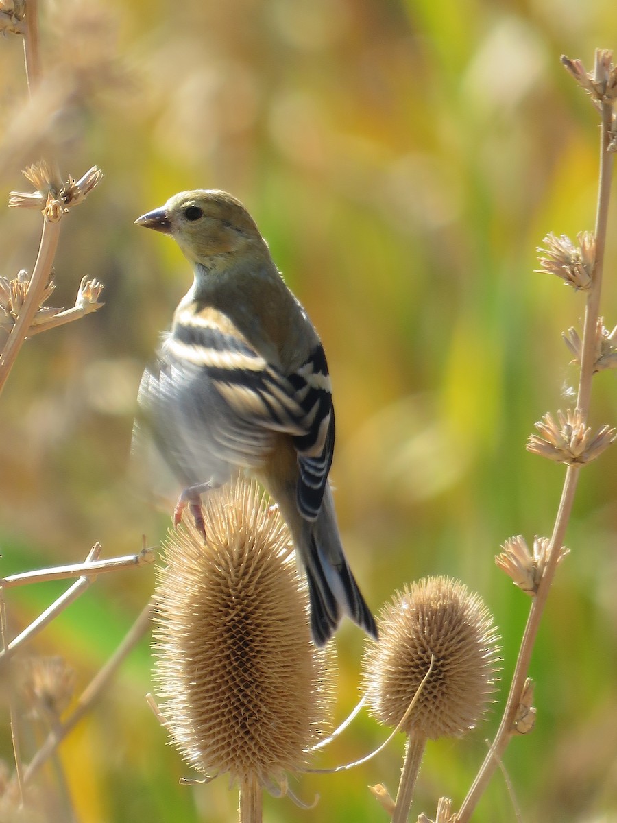 American Goldfinch - ML33686271