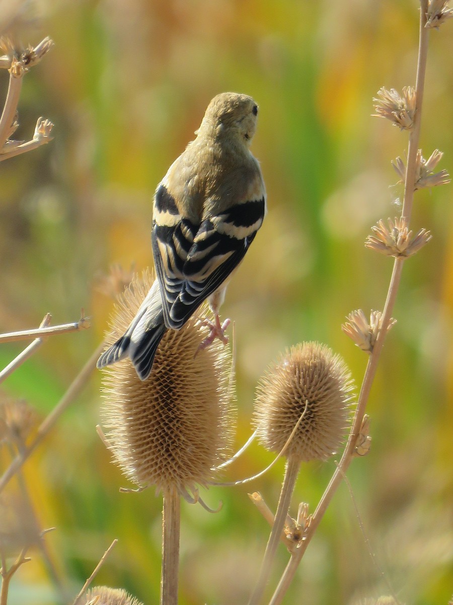 American Goldfinch - ML33686291