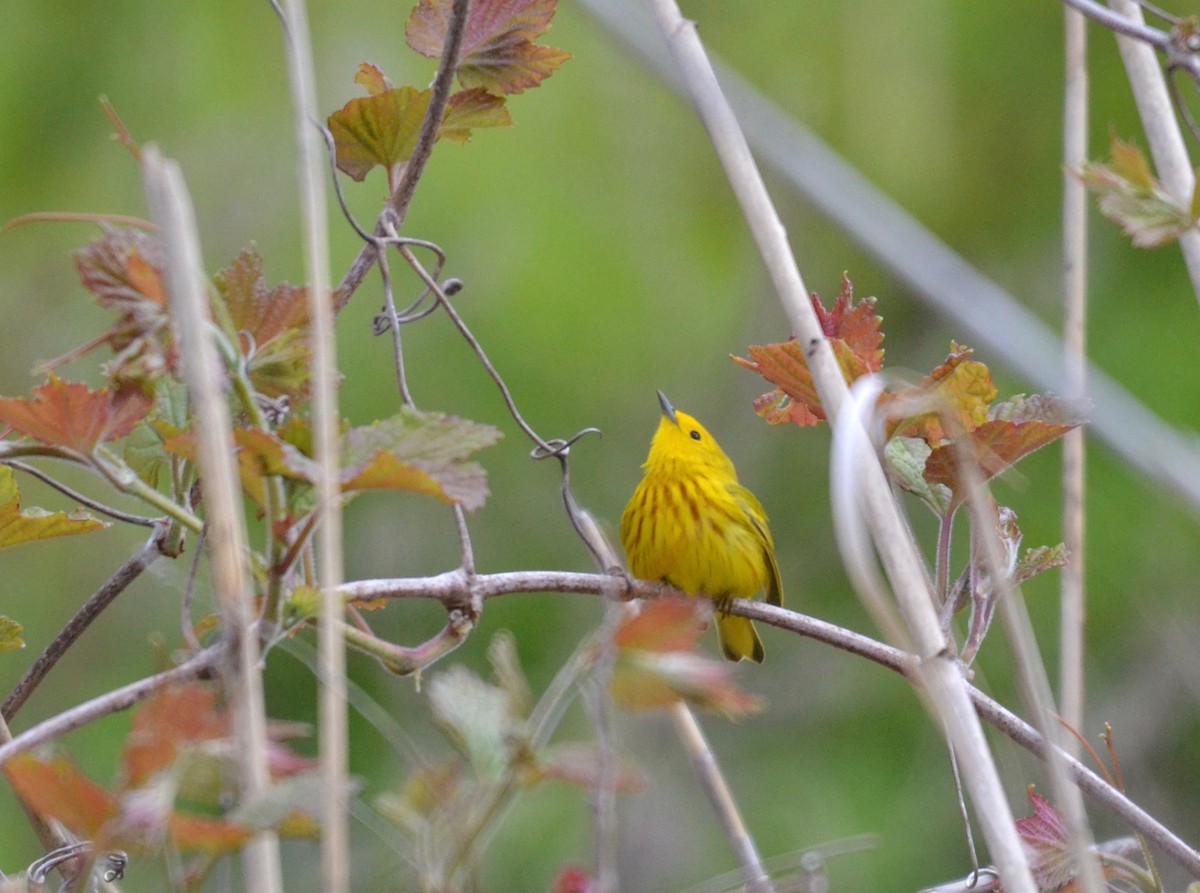 Yellow Warbler - Peter Paul