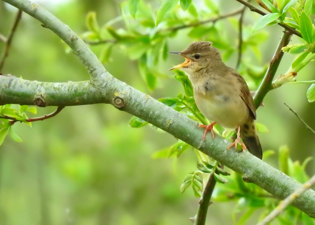 Common Grasshopper Warbler - ML336864701