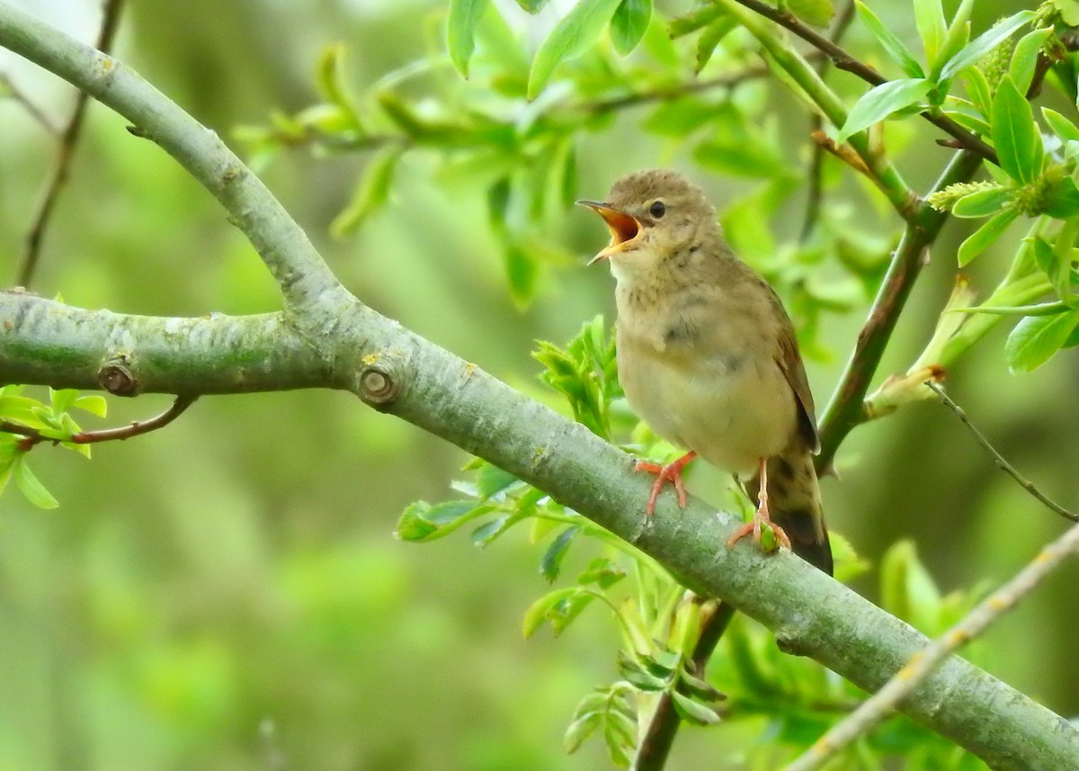 Common Grasshopper Warbler - ML336864711