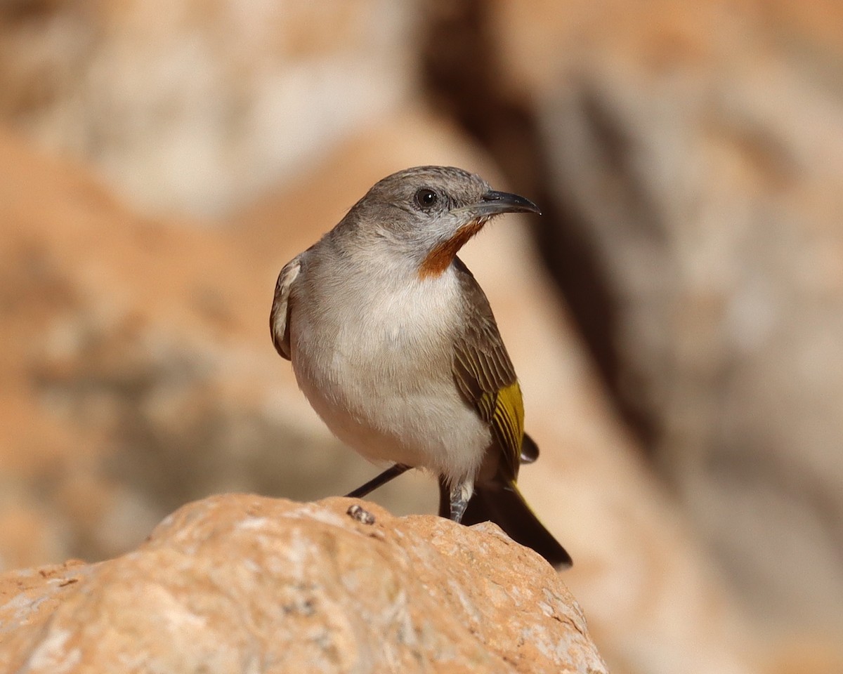 Rufous-throated Honeyeater - ML336865381