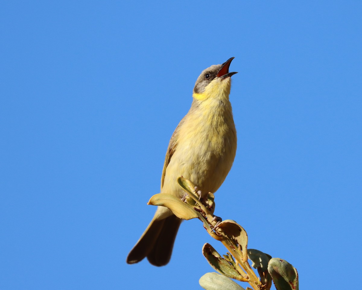 Gray-headed Honeyeater - John Lowry