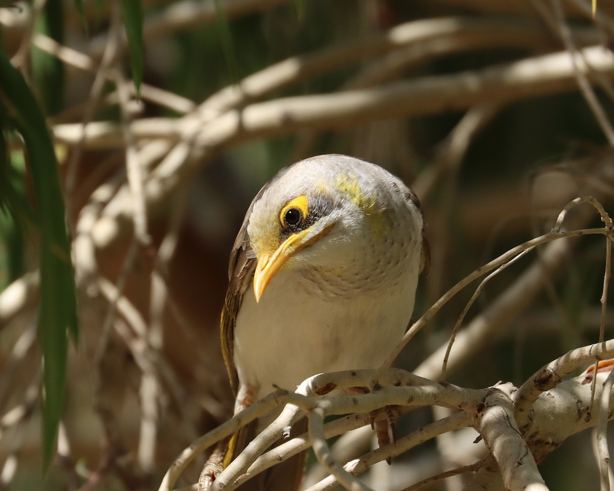 Yellow-throated Miner - ML336866851