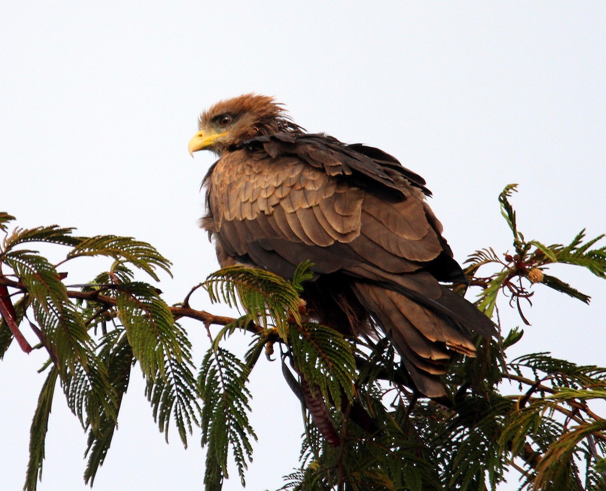 Black Kite - Peter EO Usher