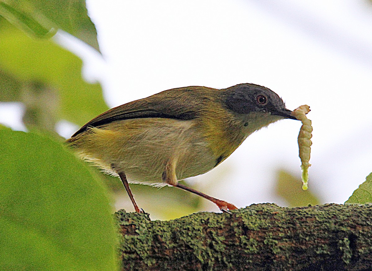 Yellow-breasted Apalis - ML336868361