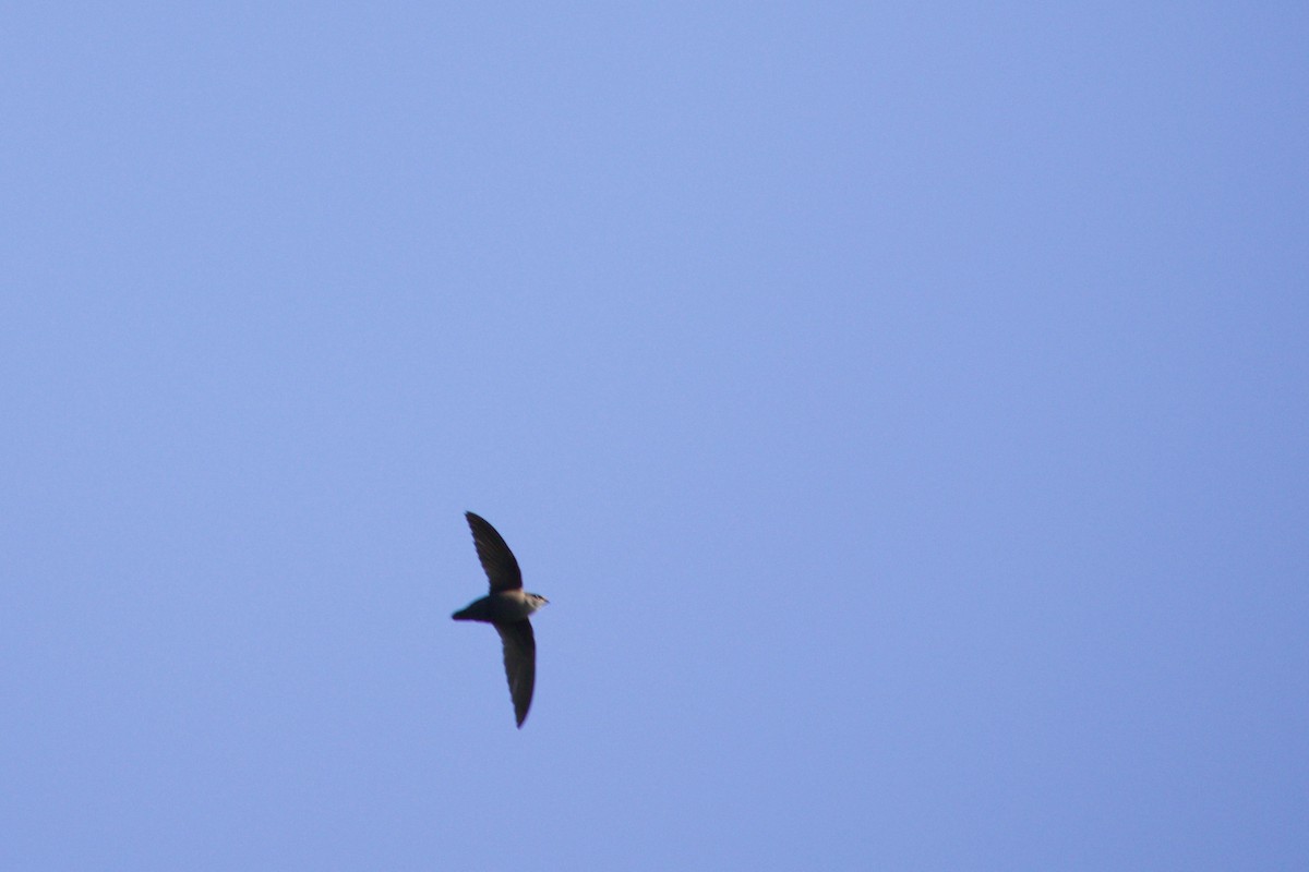 Chimney Swift - Loyan Beausoleil