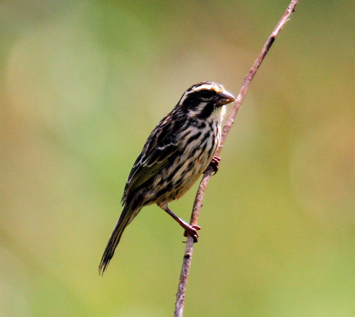 Streaky Seedeater - ML336868721