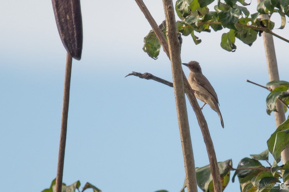 Red-eyed Bulbul - ML336871121