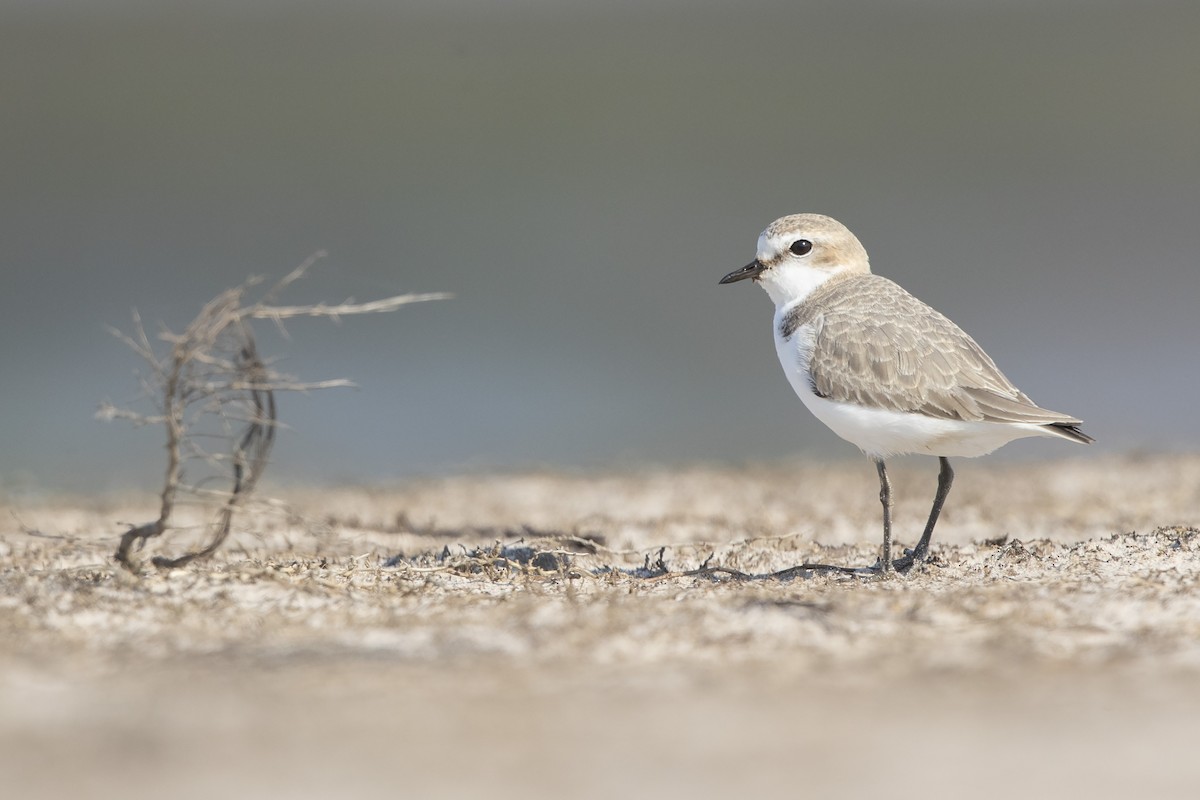 Red-capped Plover - Chris Murray