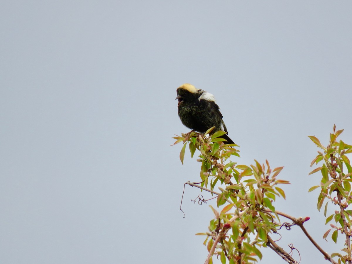 bobolink americký - ML336873141