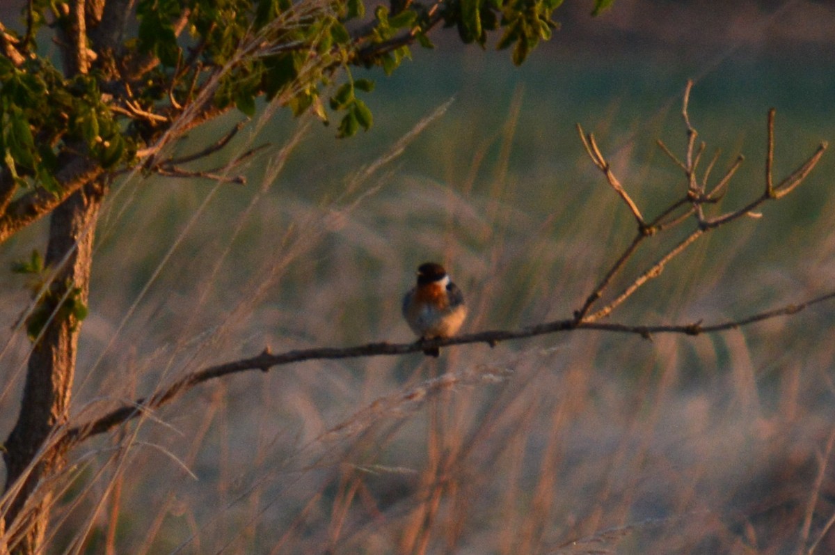 European Stonechat - ML336873701