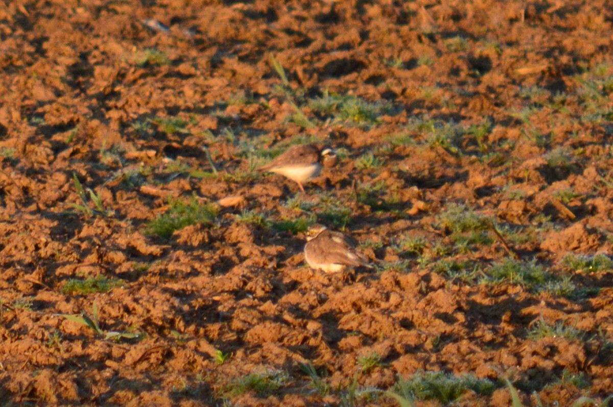 Little Ringed Plover - ML336873711