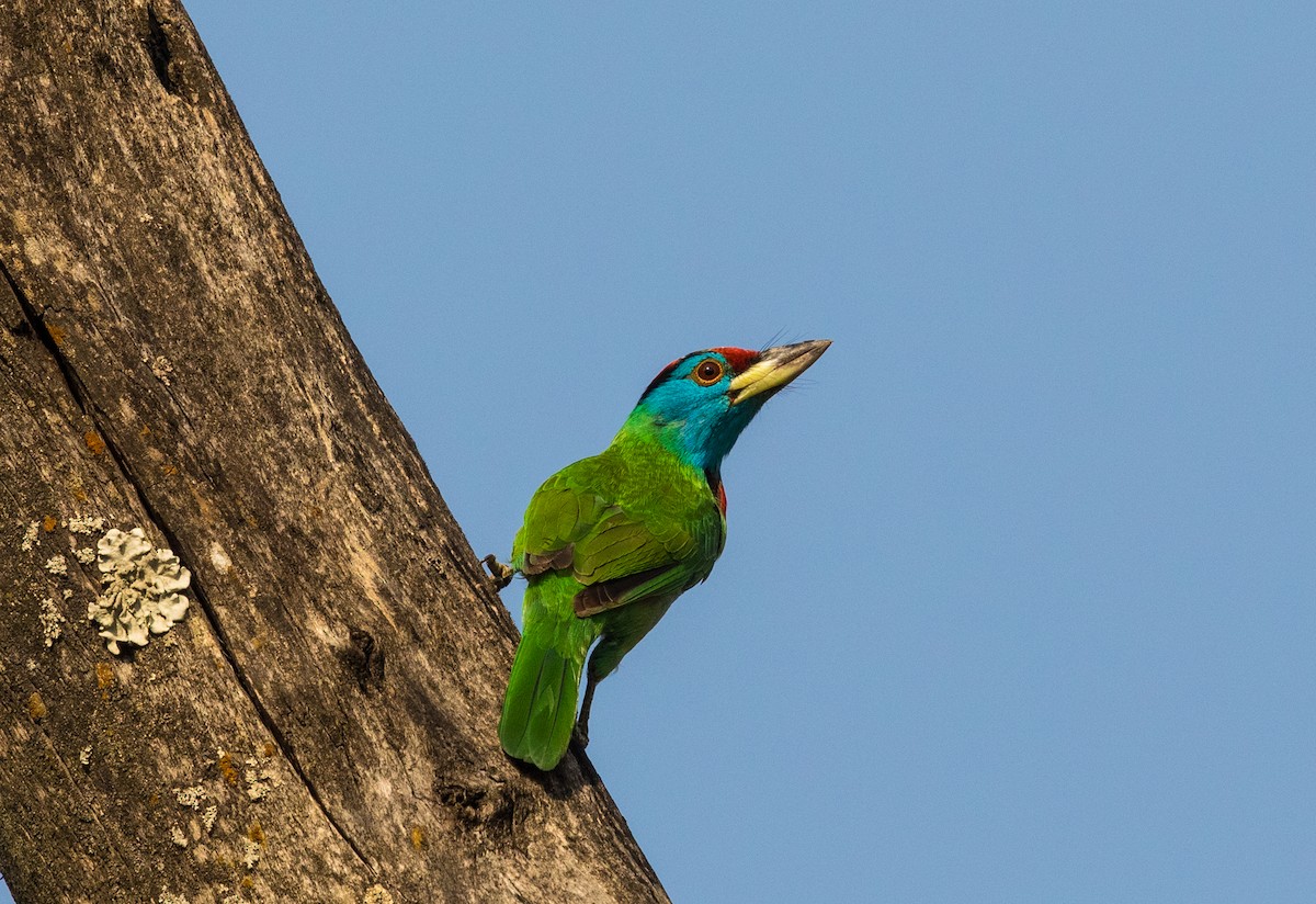 Blue-throated Barbet - ML336873991