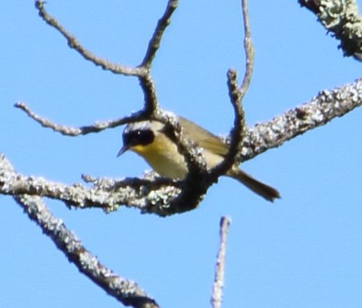 Common Yellowthroat - ML336874191