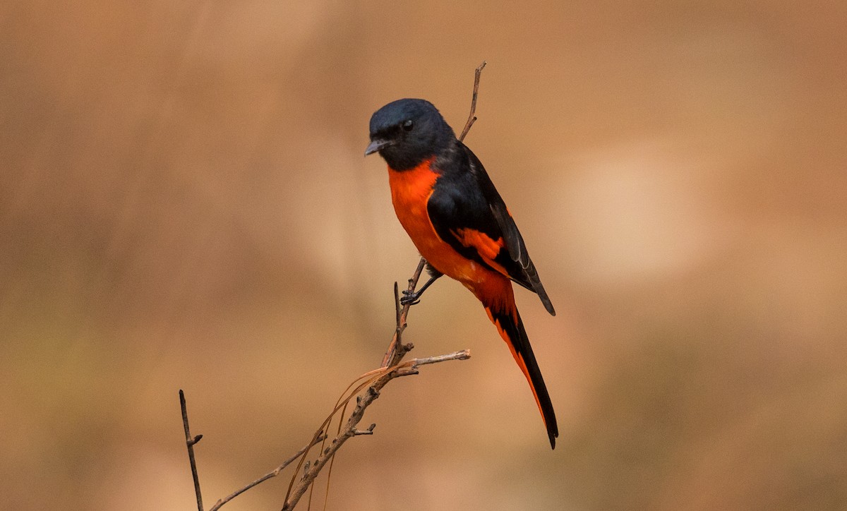 Long-tailed Minivet - ML336874331