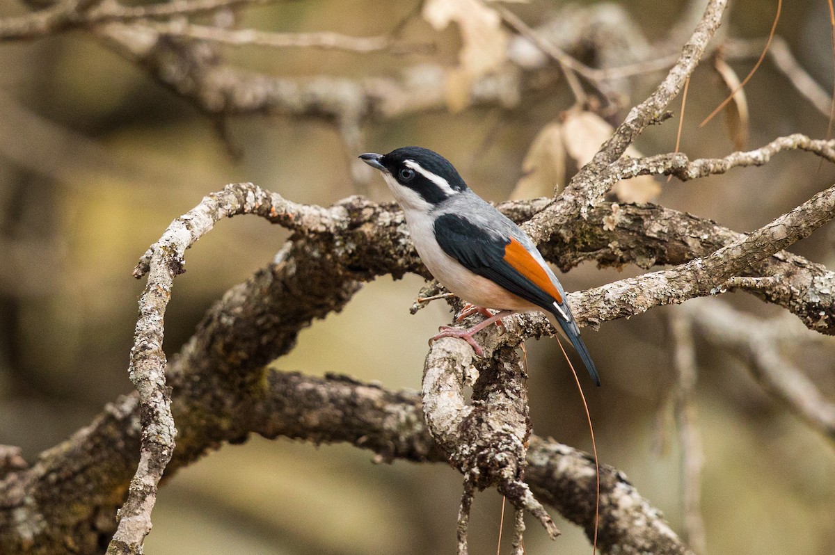 White-browed Shrike-Babbler (Himalayan) - Vinit Bajpai