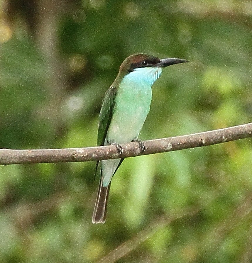 Guêpier à gorge bleue - ML336876401