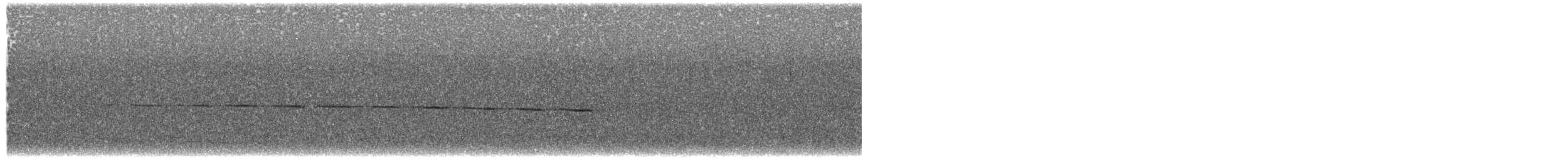 Mirlo Acuático Coroniblanco (leucocephalus) - ML336877371