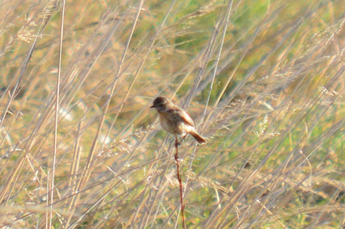 European Stonechat - ML336879611