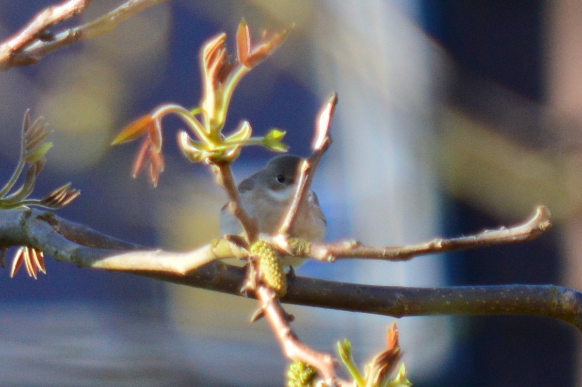 European Pied Flycatcher - ML336879671