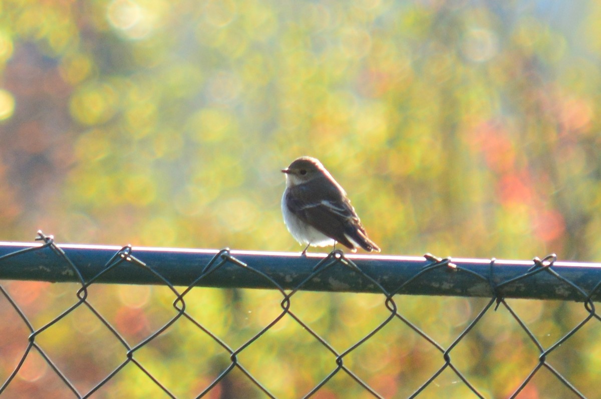 European Pied Flycatcher - ML336879681