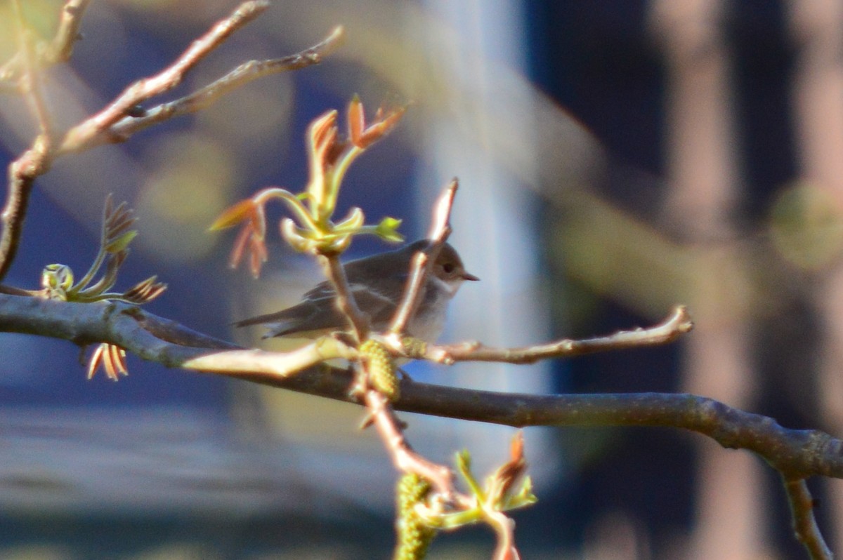 European Pied Flycatcher - ML336879691