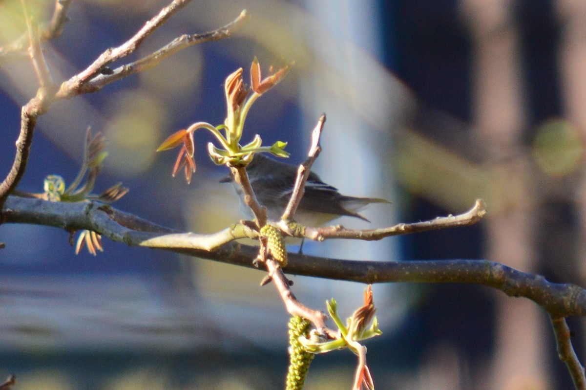 European Pied Flycatcher - ML336879711