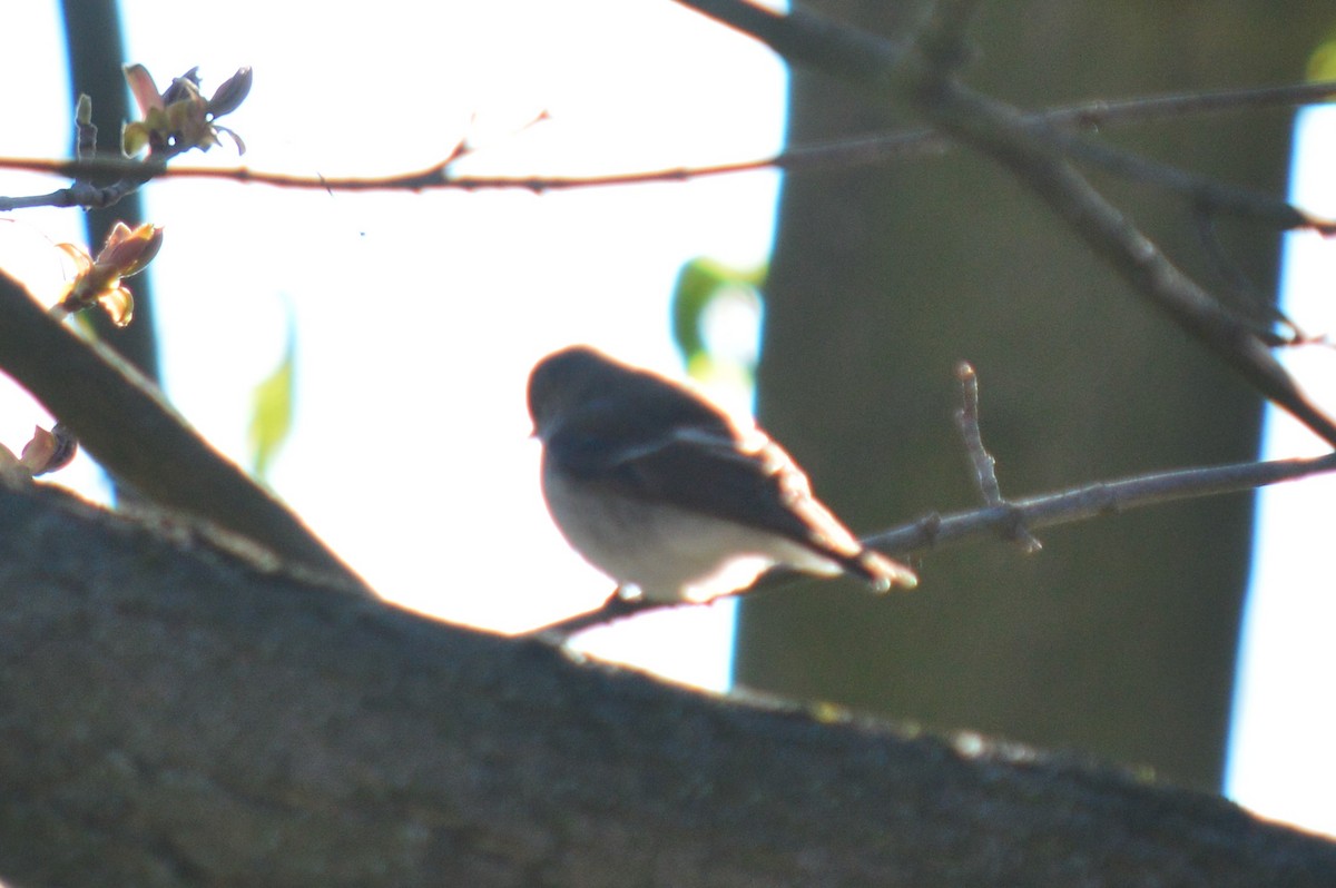 European Pied Flycatcher - ML336879731