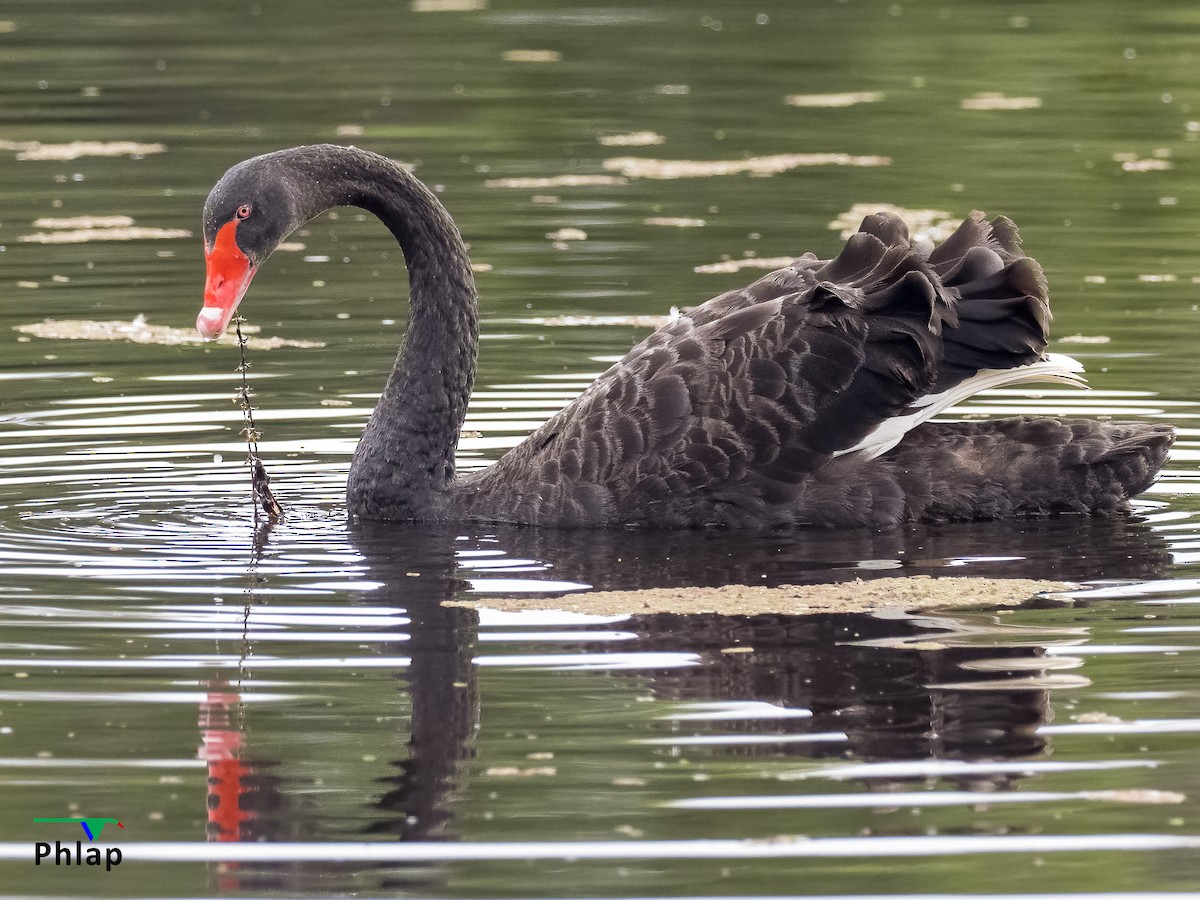 Black Swan - Rodney Appleby