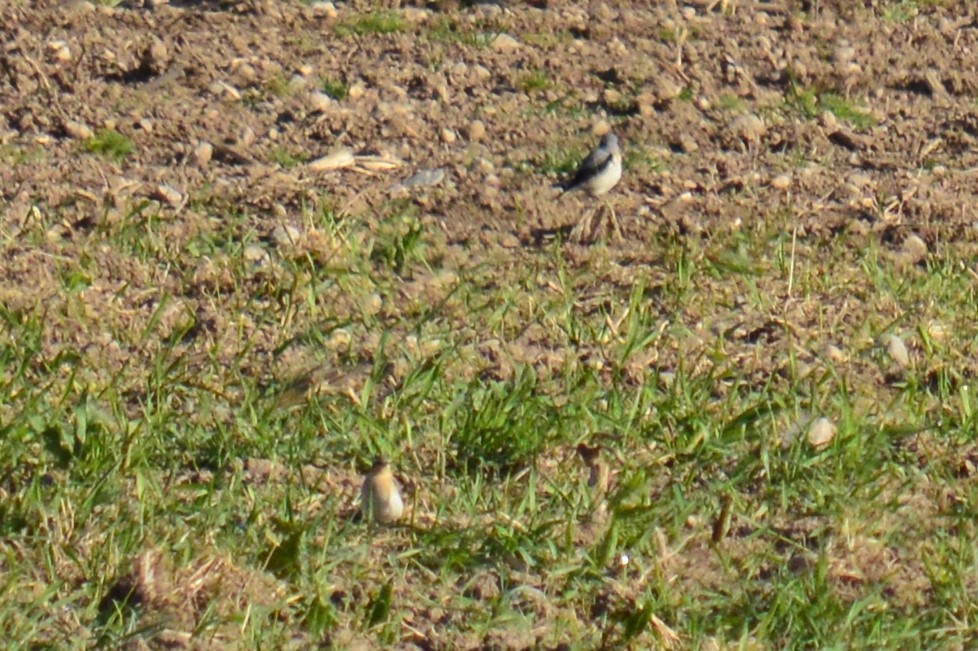 Northern Wheatear - Karthik Thrikkadeeri