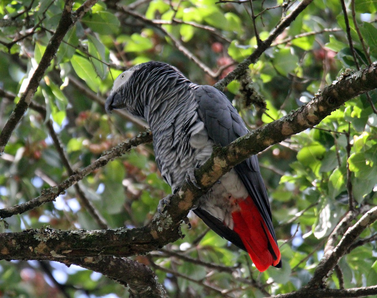 Gray Parrot - ML336883911