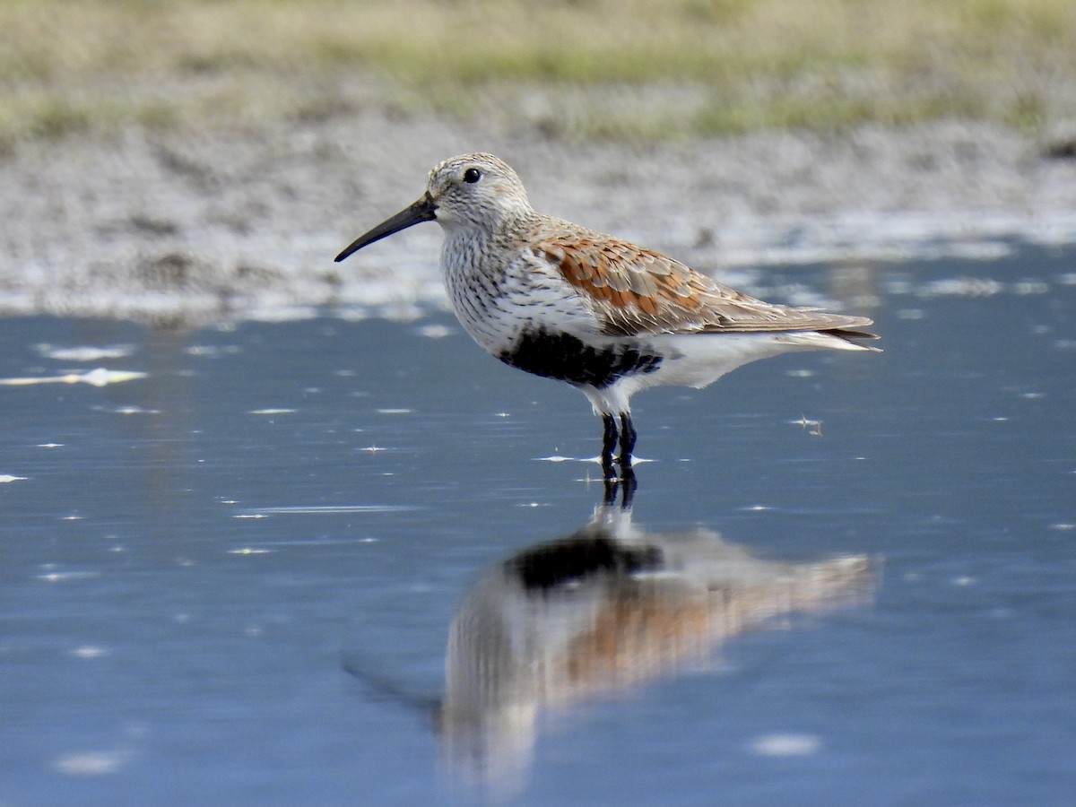 Dunlin - ML336884581