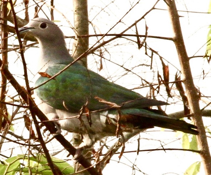 Green Imperial-Pigeon - ML336884621