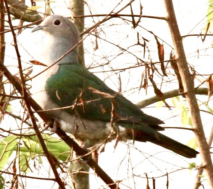Green Imperial-Pigeon - ML336884641