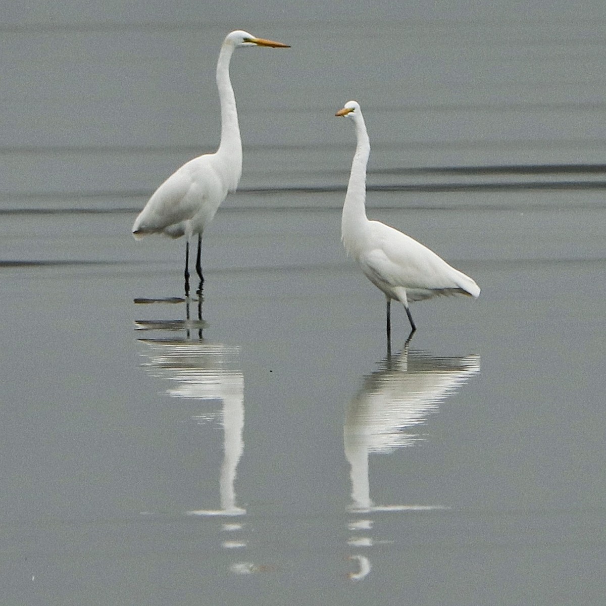 ダイサギ - ML336884781