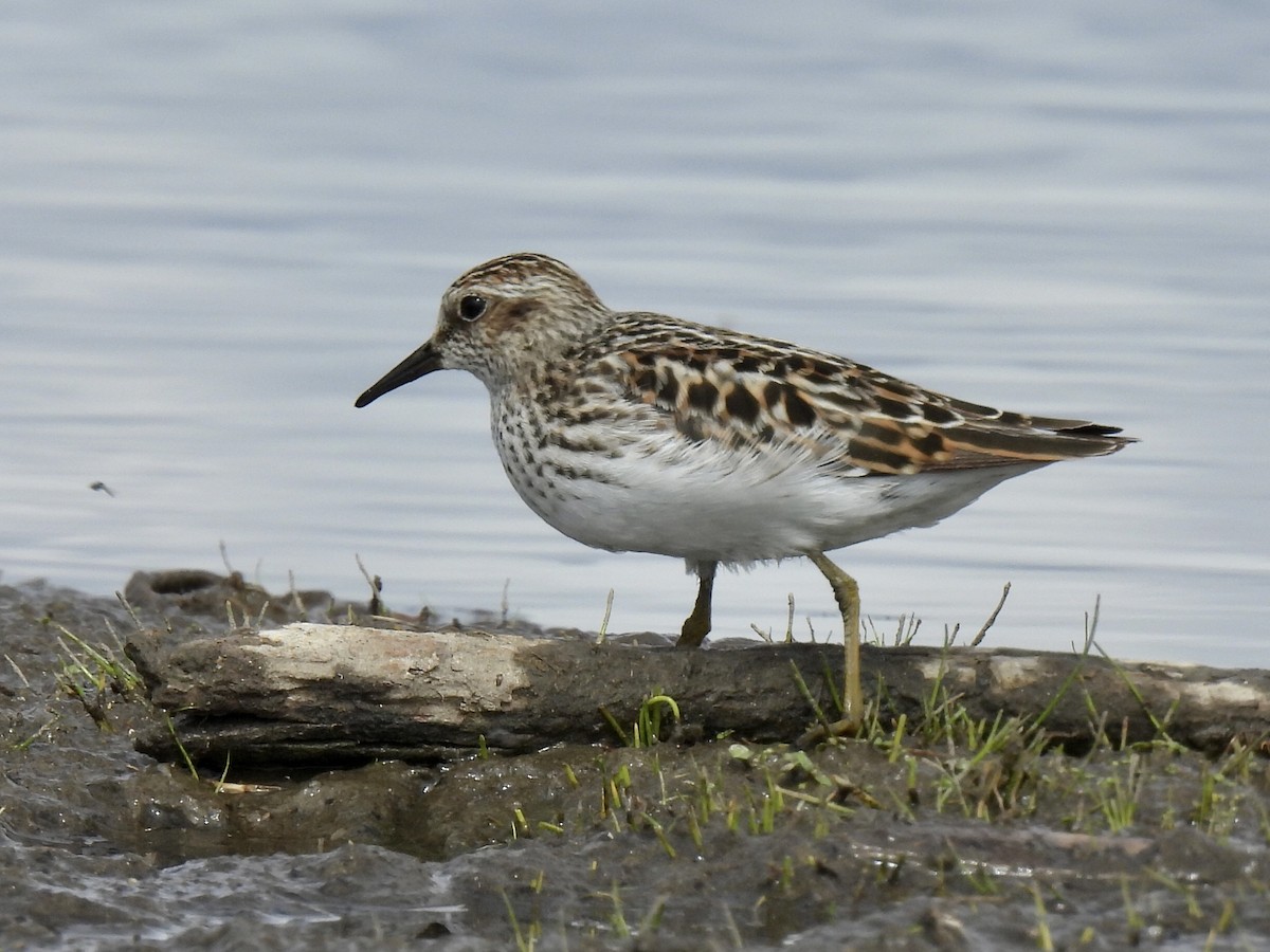 Least Sandpiper - ML336884941