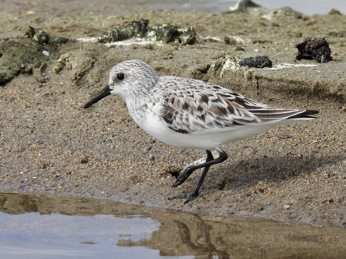 Sanderling - ML336885261