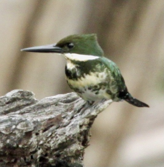 Green Kingfisher - ML336885761