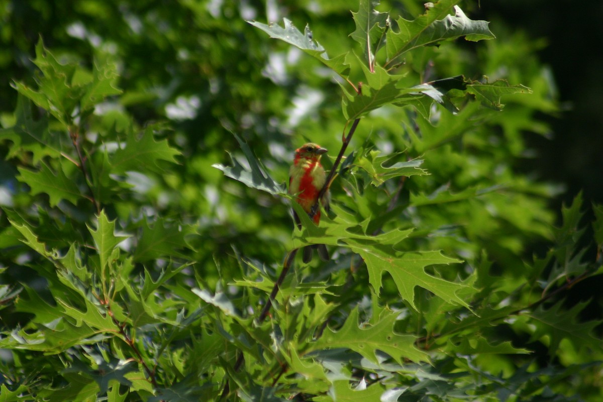 Scarlet Tanager - ML336886621