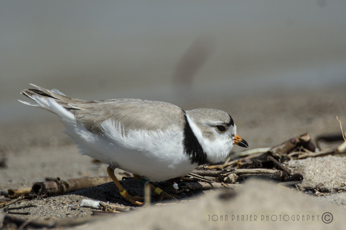 Piping Plover - ML336887771