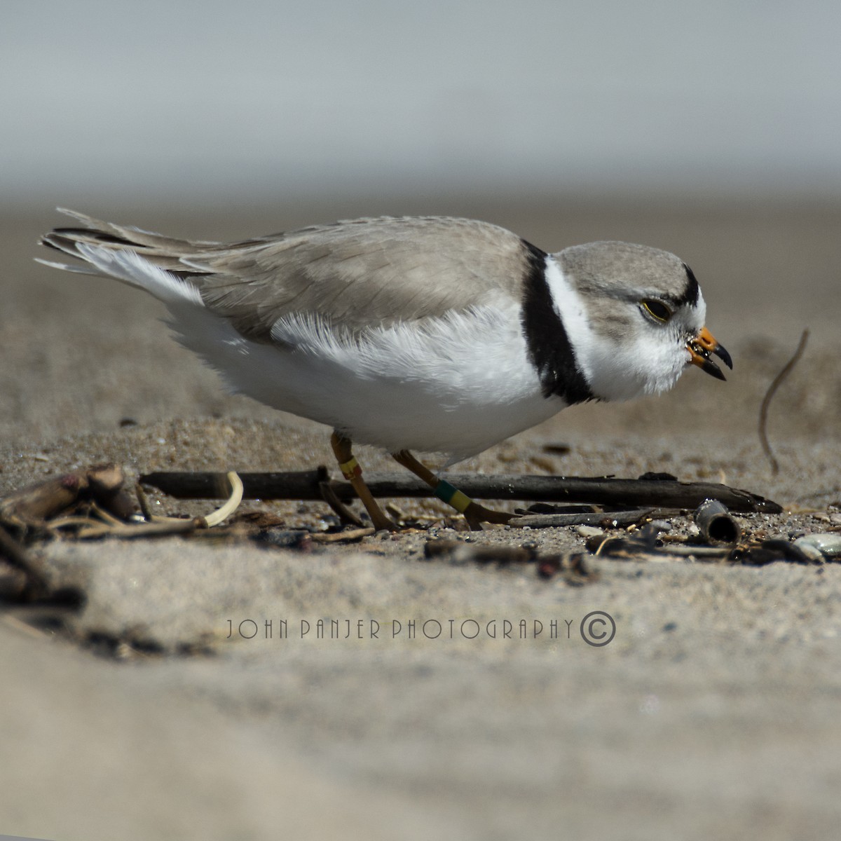 Piping Plover - ML336887811