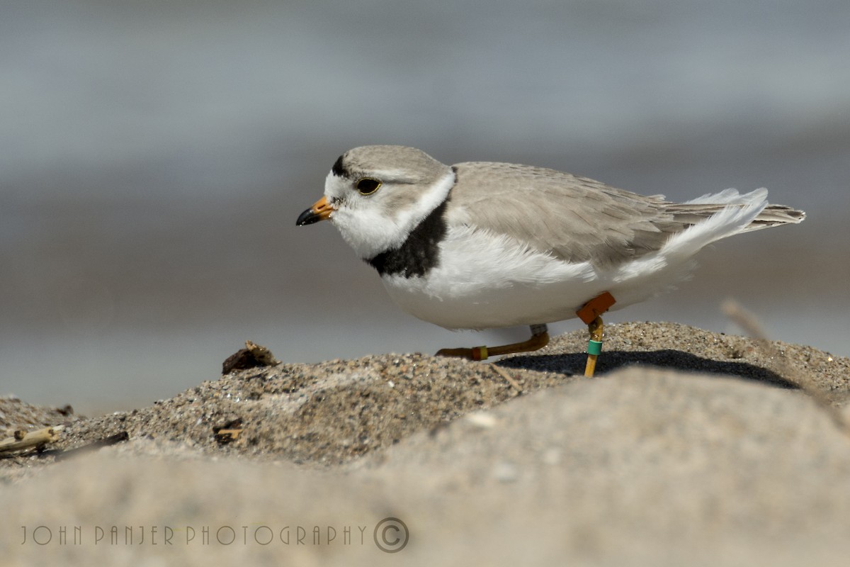 Piping Plover - ML336889621