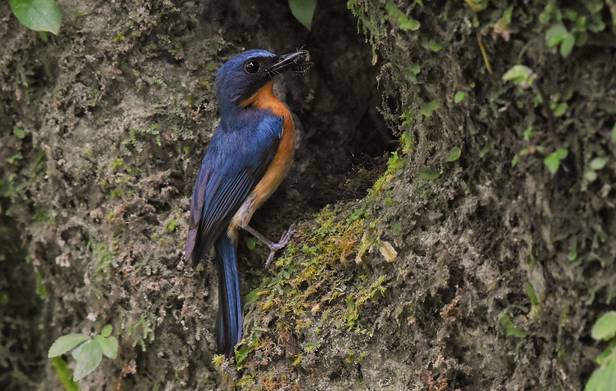 Javan Blue Flycatcher - ML336890391